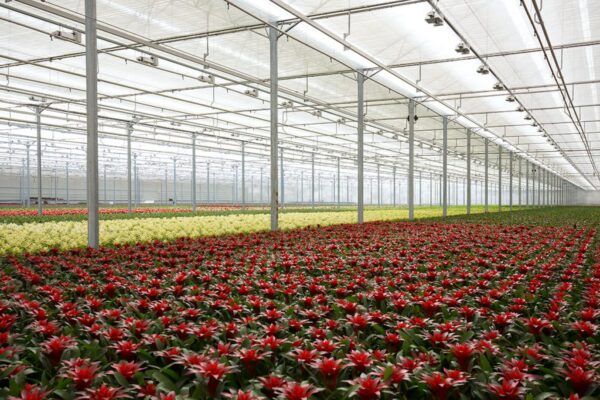 Uitbreiding Teeltruimte Bunnik vriesea's 11 Uitbreiding Teeltruimte Bunnik vriesea's 11
